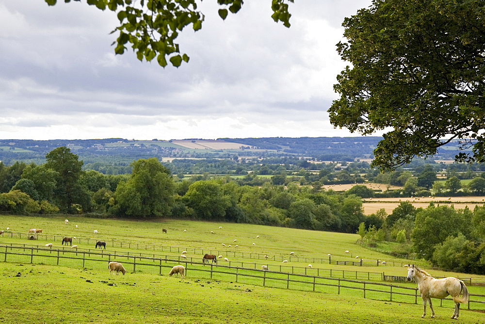 Horses and sheep grazing at Chastleton in the Cotswolds, England, United Kingdom.