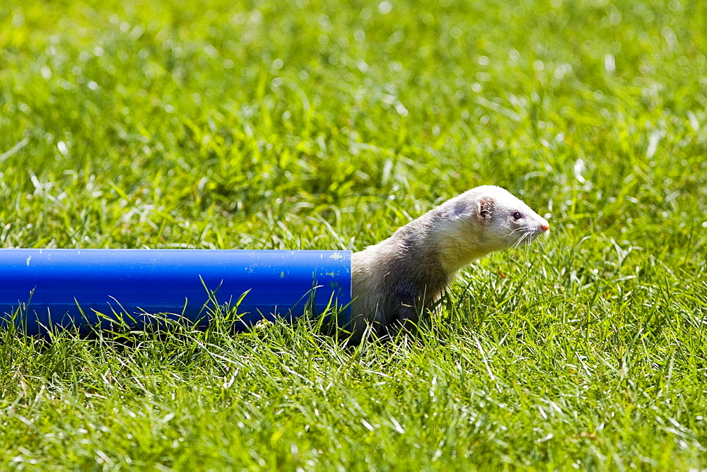 Ferret crawls through a pipe at ferret racing event, Oxfordshire, United Kingdom