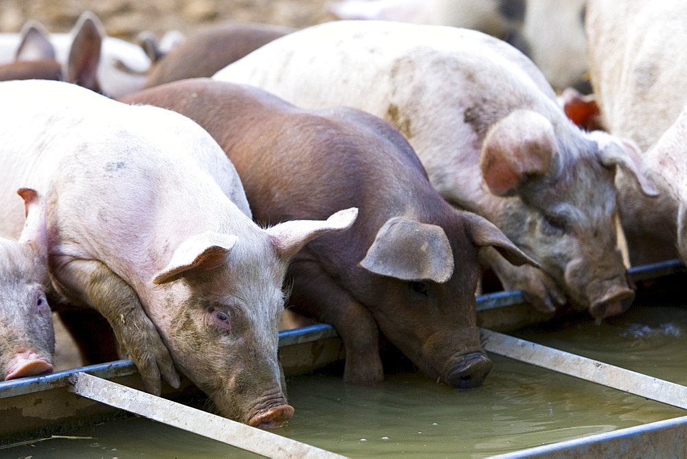 Gloucester Old Spot pigs drink from a trough, Gloucestershire, United Kingdom