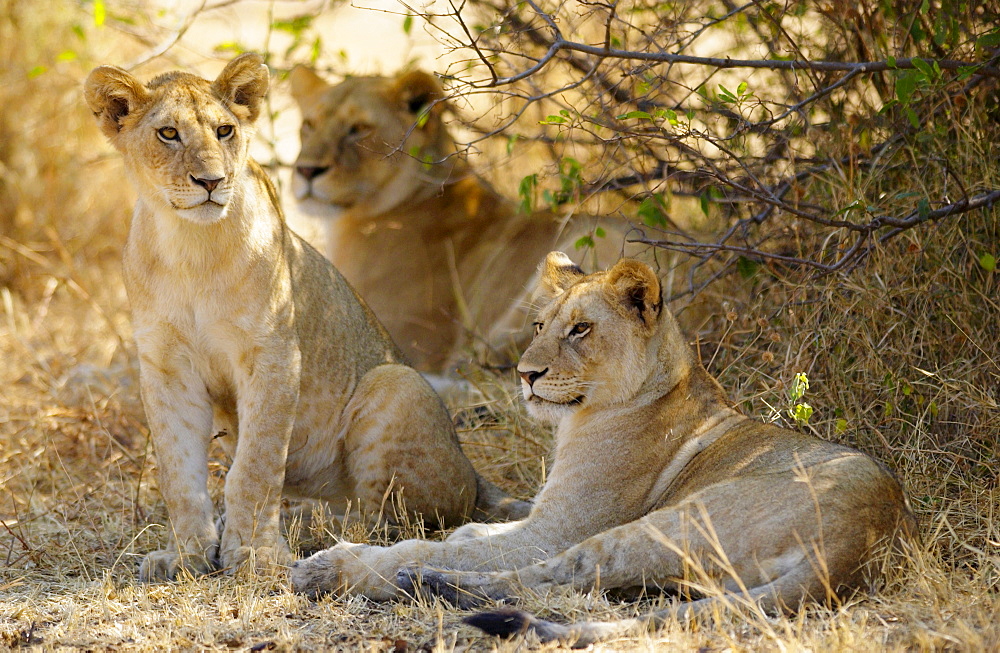 Lion Cubs, Grumeti, Tanzania, East Africa