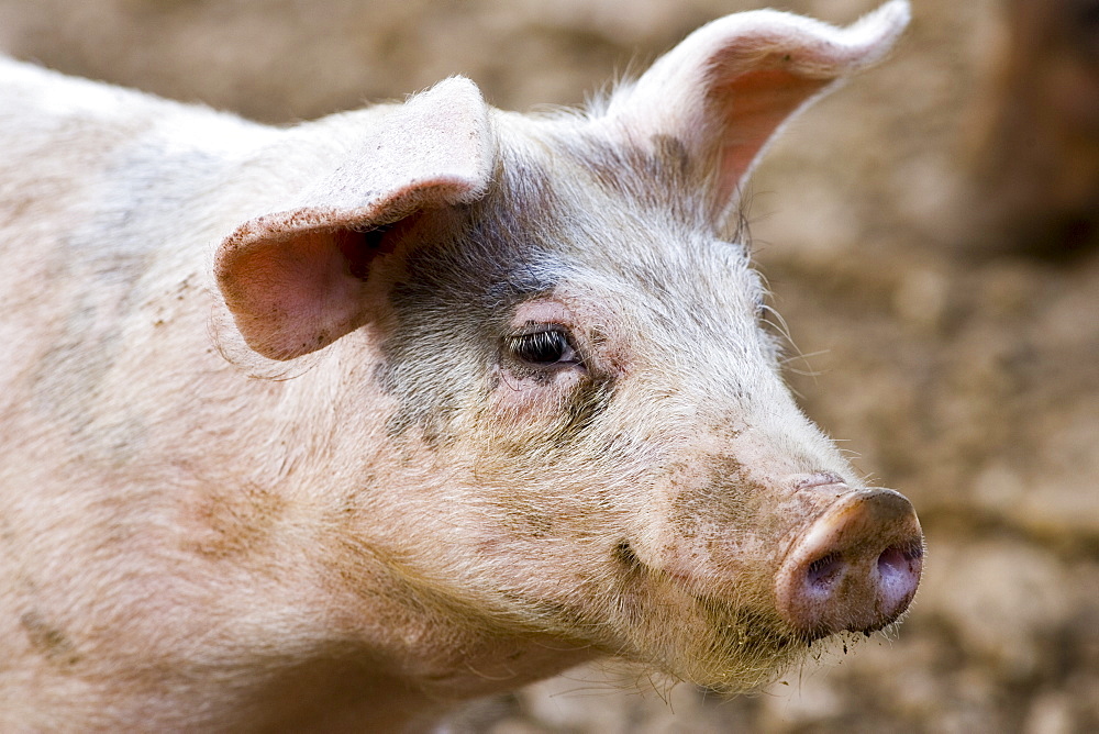 Gloucester Old Spot pig, Gloucestershire, United Kingdom