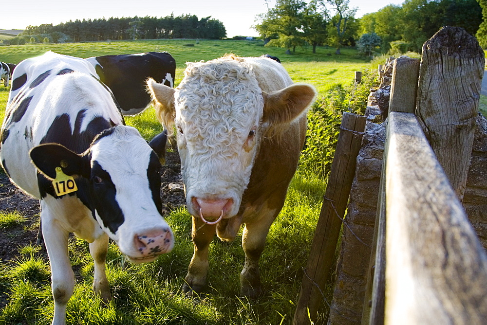 Bull and friesian cow, Oxfordshire, The Cotswolds, United Kingdom