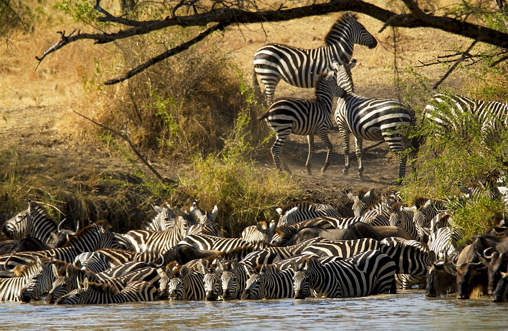 A herd of Common Plains Zebra (Grant's) drinking,  Grumeti, Tanzania