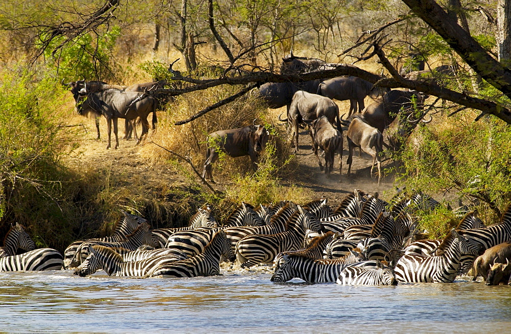 A herd of Common Plains Zebra (Grant's) drinking,  Grumeti, Tanzania