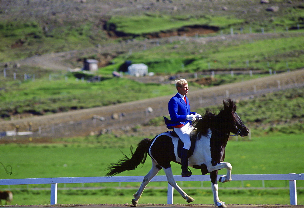 Icelandic horse doing the tolt at Dalur Horse Farm, Iceland.