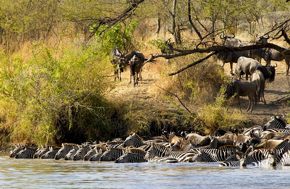 A herd of Common Plains Zebra (Grant's) drinking,  Grumeti, Tanzania