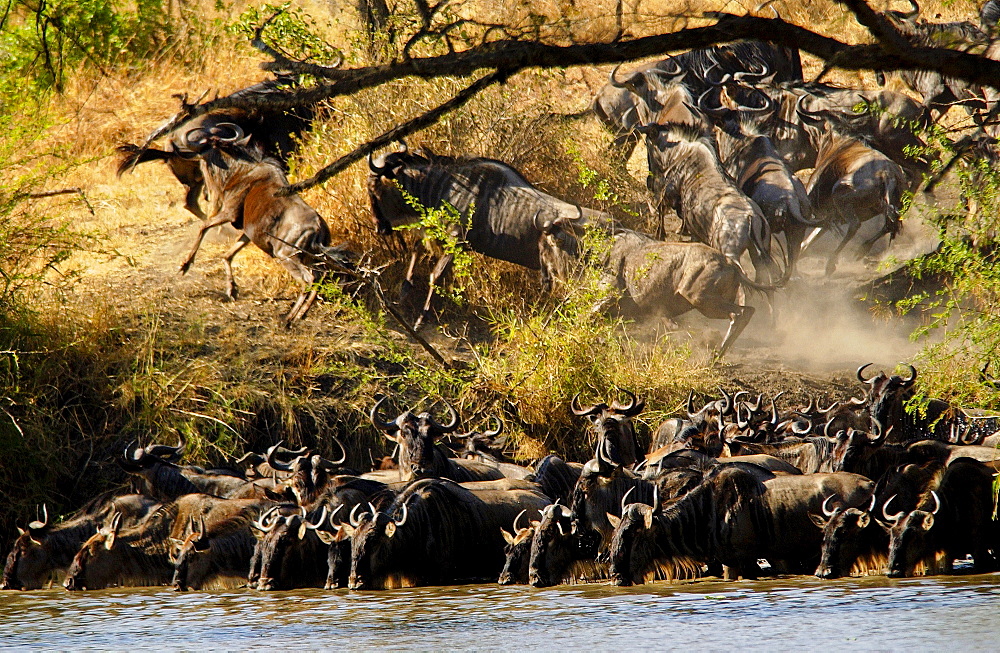 Herd of migrating Blue Wildebeest, Grumeti, Tanzania