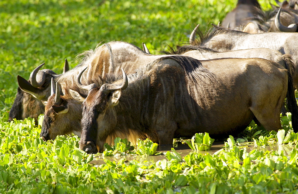 Herd of migrating Blue Wildebeest drinking, Grumeti, Tanzania