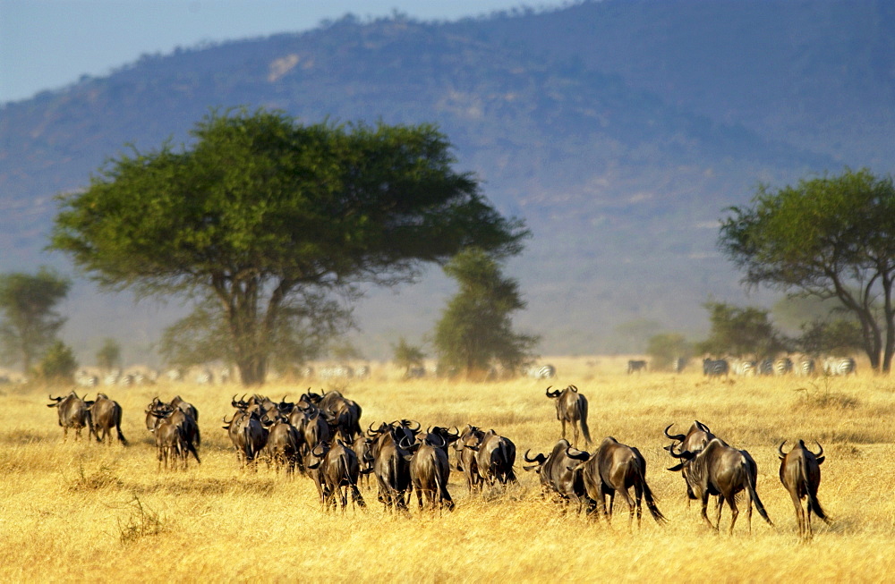 Herd of migrating Blue Wildebeest, Grumeti, Tanzania