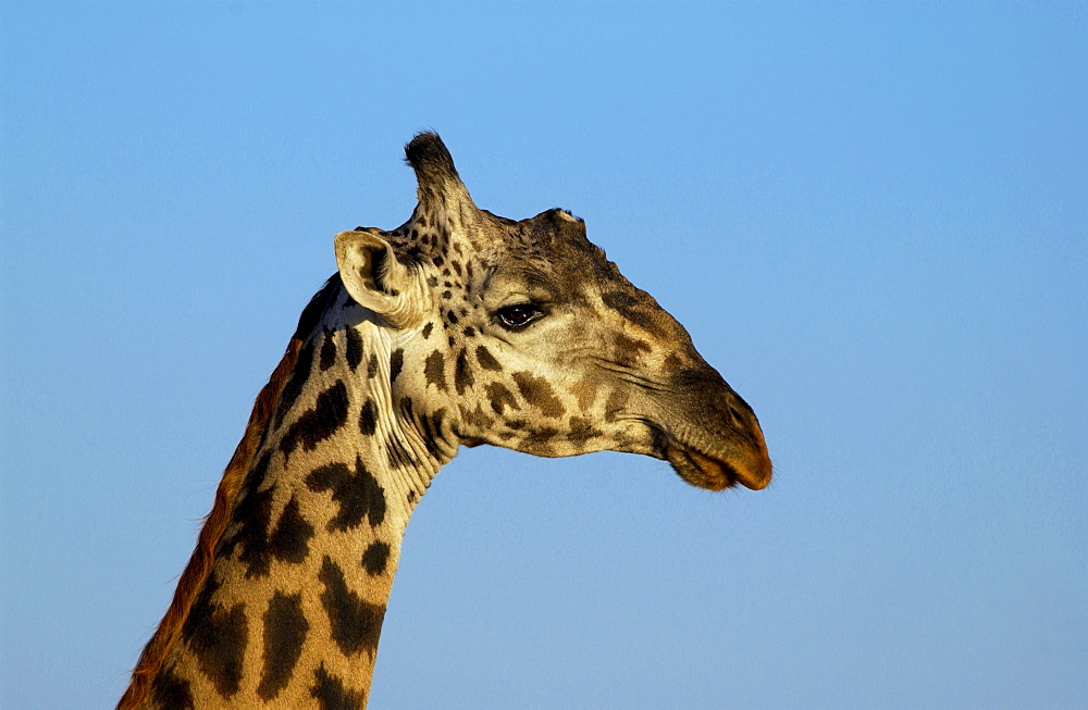 Giraffe,  Grumeti, Tanzania