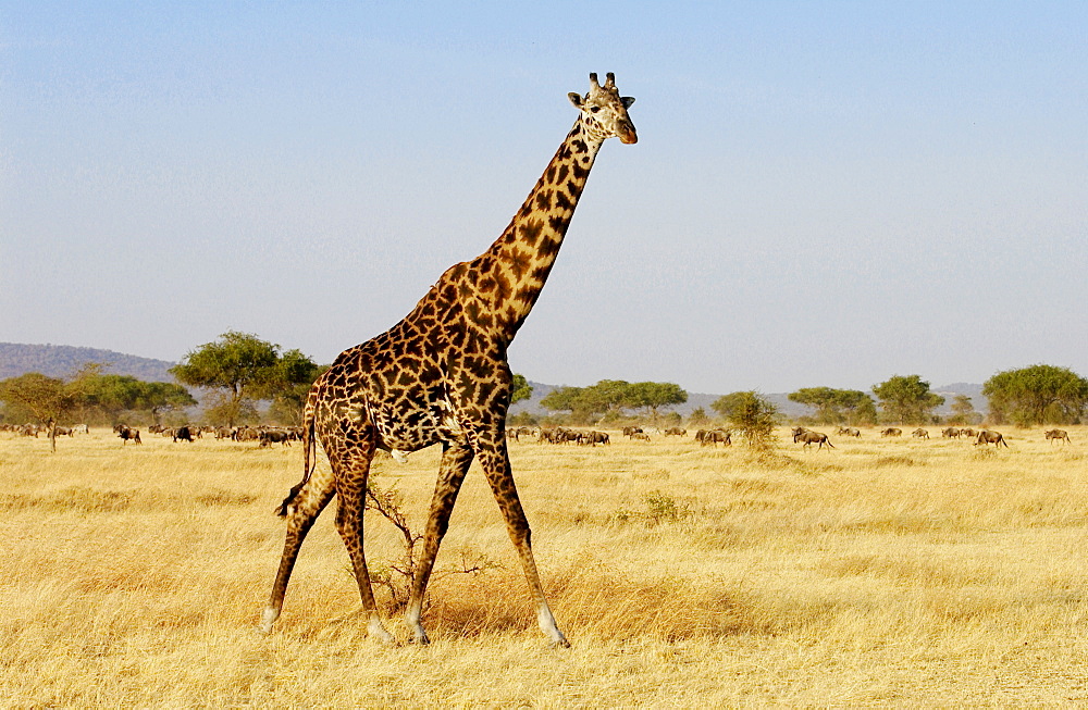 Adult giraffe, Grumeti, Tanzania