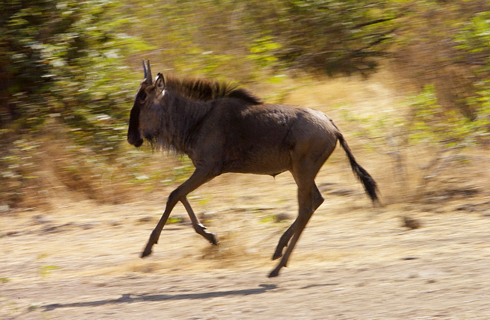 Juvenile migrating Blue Wildebeest running, Grumeti, Tanzania