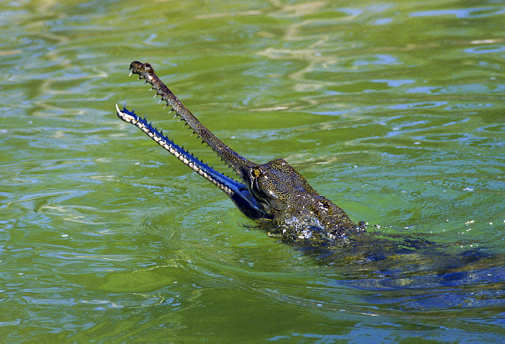 Indian Gharial, Chitwan National Park, Nepal