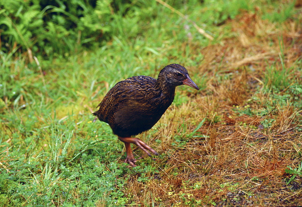 Weka Bird by Lake Kaniere conservation area, Hokitika,  South Island,New Zealand