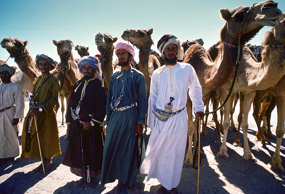 Camel Drovers with their camels, Oman