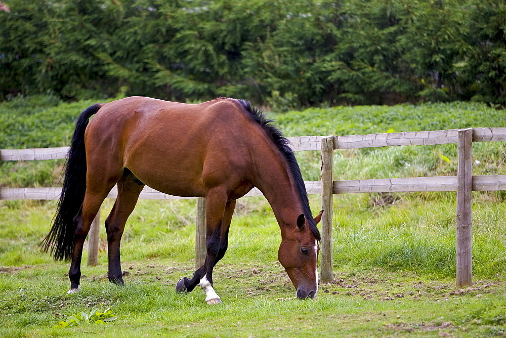 Bay horse grazing in Oxfordshire, United Kingdom