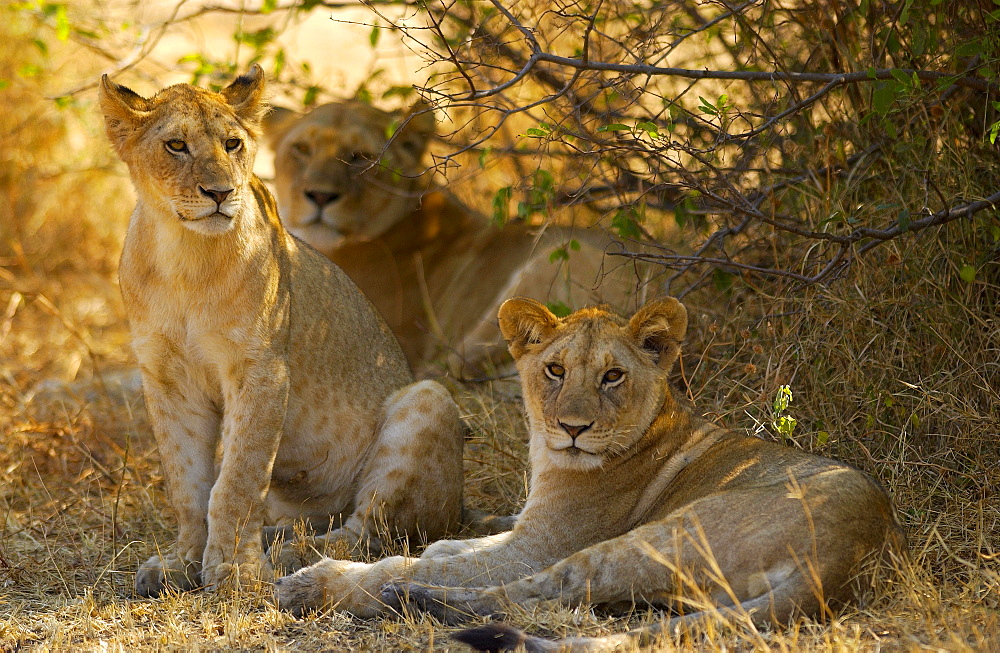 Lion Cubs, Grumeti, Tanzania, East Africa