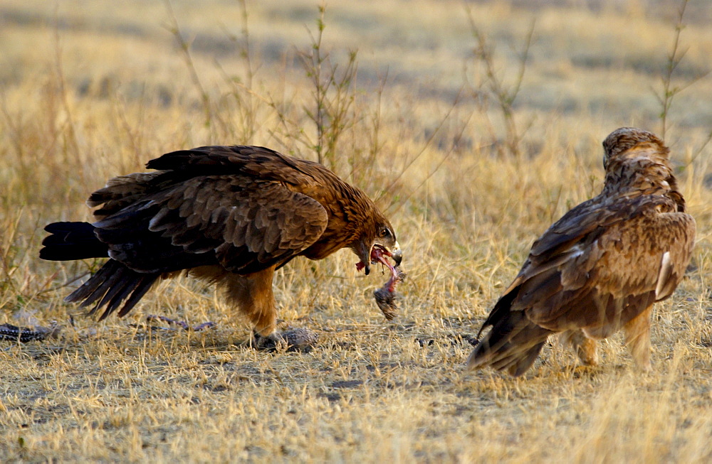 Tawny Eagles, Grumeti, Tanzania, East Africa