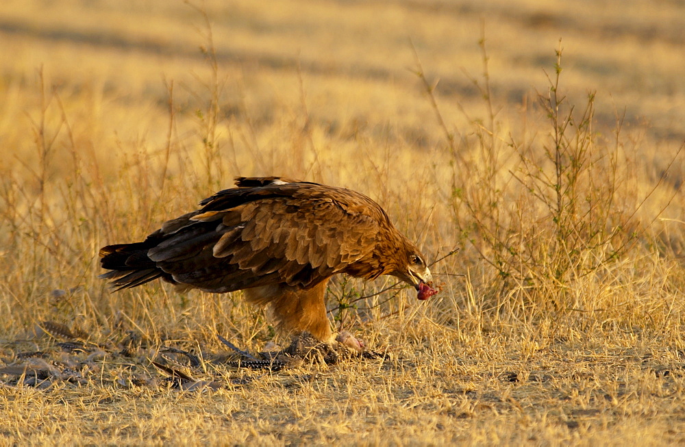 Tawny Eagle, Grumeti, Tanzania