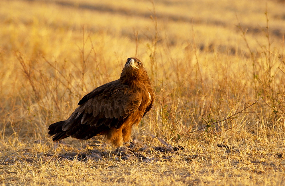 Tawny Eagle, Grumeti, Tanzania