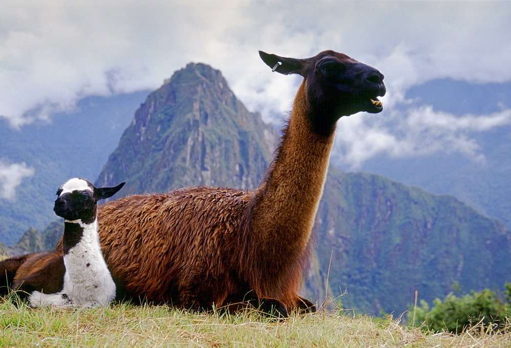 Llama dam & her cria by Machu Picchu ruins of Inca citadel in Peru, South America