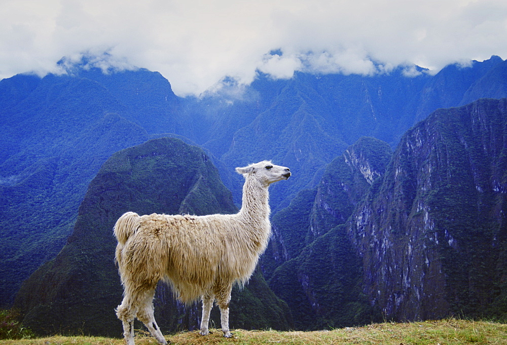 Llama by Machu Picchu ruins of Inca citadel in Peru, South America