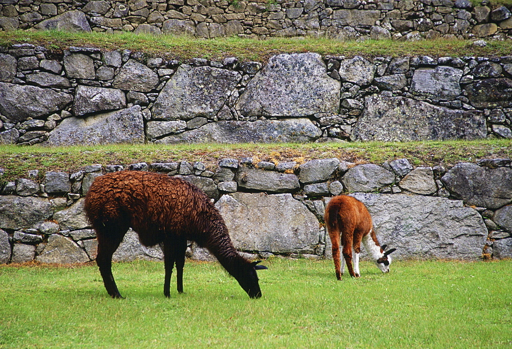 Llamas graze by Machu Picchu ruins of Inca citadel in Peru, South America