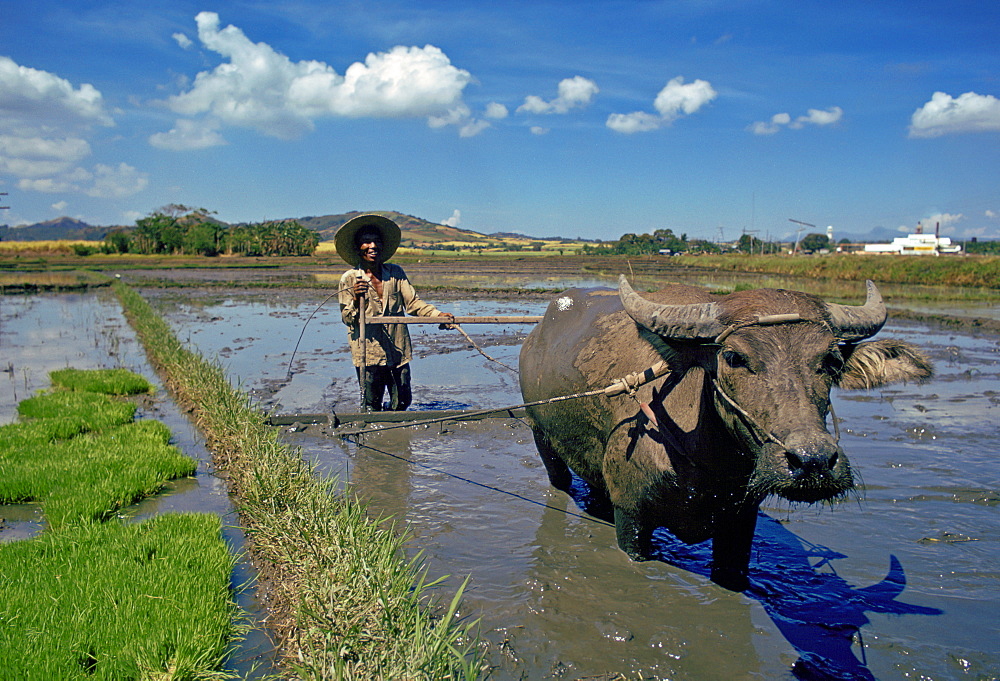 Water Buffalo at work Laguna, Pakistan