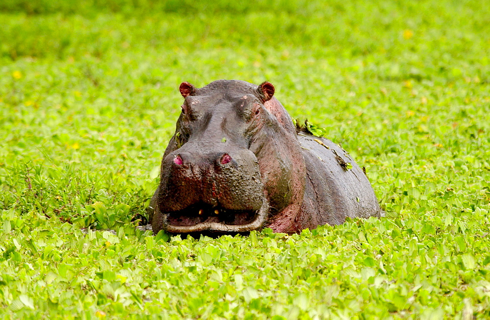 Hippopotamus among river cabbage, Grumeti, Tanzania