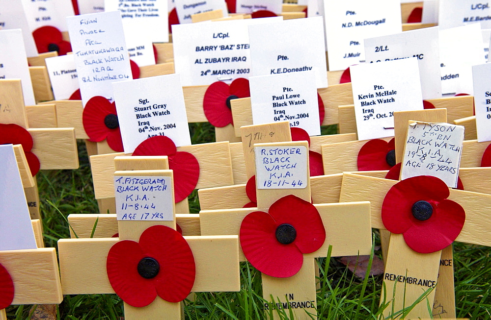 Wooden crosses and poppies in the field of remembrance at Westminster Abbey to commemorate those who have died in battle. Three of the crosses represent members of the Black Watch Regiment who have recently died in Iraq.