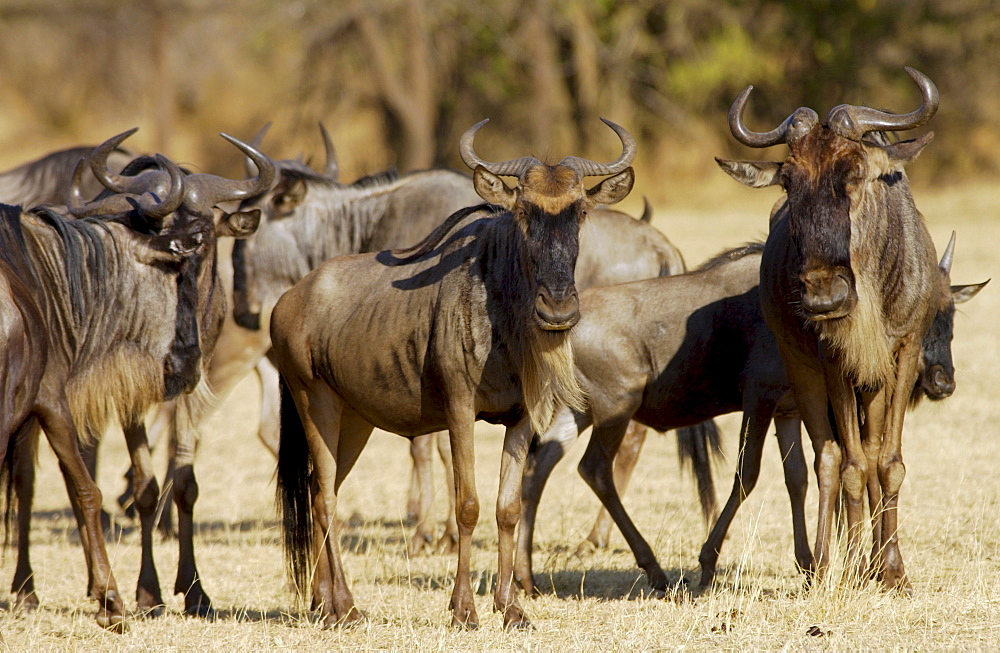 Herd of migrating Blue Wildebeest, Grumeti, Tanzania