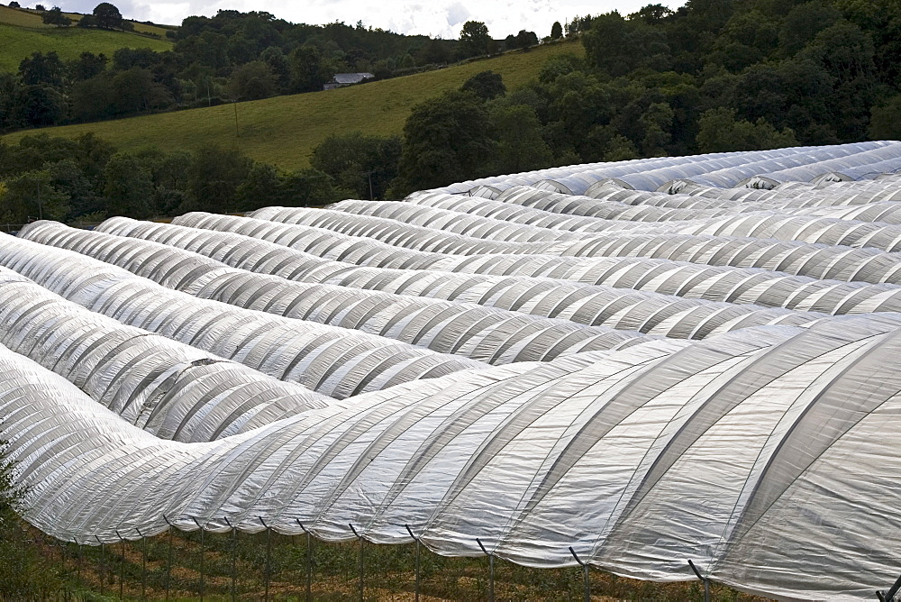 Polytunnels on a fruit farm in Perthshire, Scotland