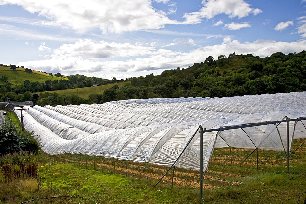 Polytunnels on a fruit farm in Perthshire, Scotland, United Kingdom