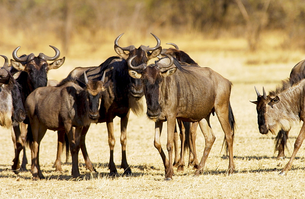 Herd of migrating Blue Wildebeest, Grumeti, Tanzania