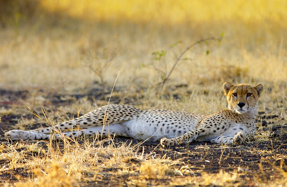 Cheetah, Grumeti, Tanzania, East Africa