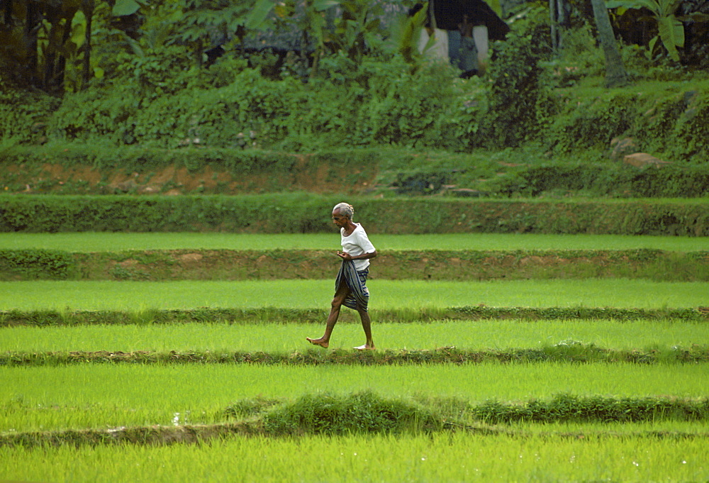 An elderly  man, walking through a field, in Sri Lanka.