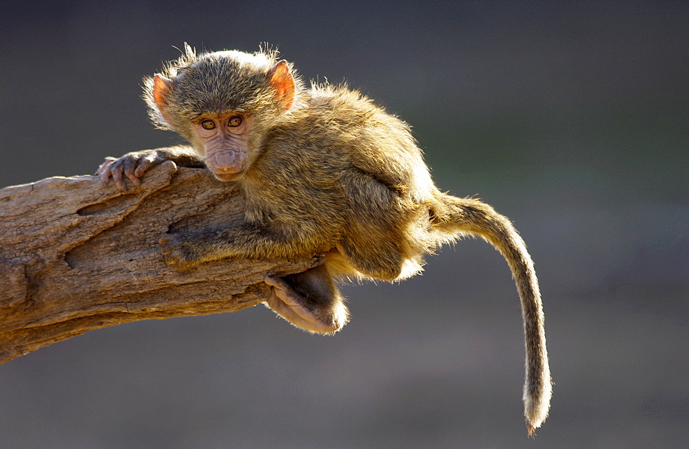 A baby  Olive Baboon hanging on the end on a branch. Grumeti, Tanzania