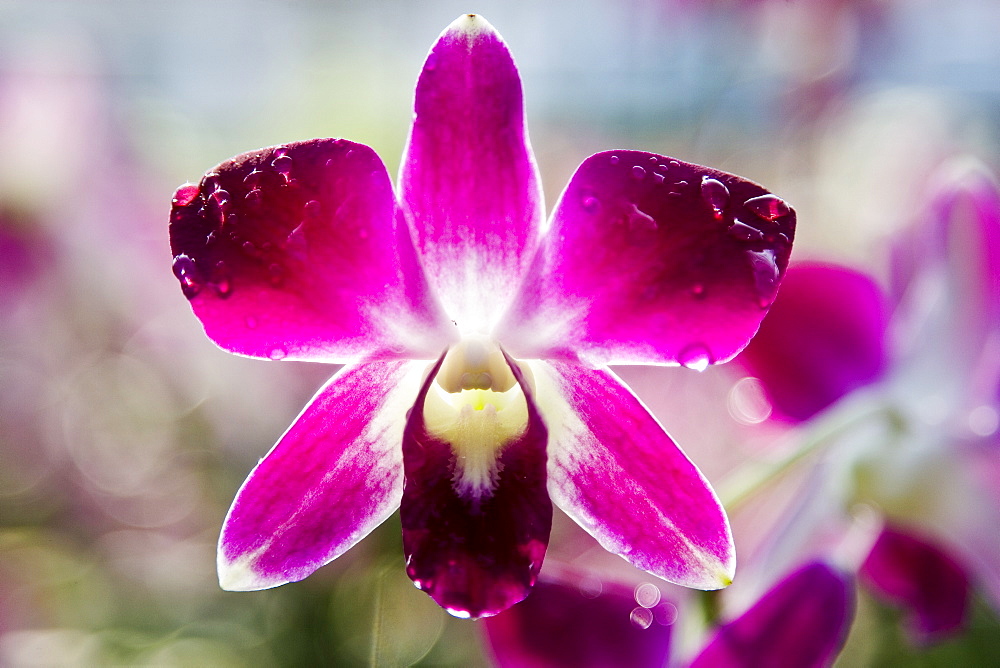 Traditional orchid, Bangkok, Thailand