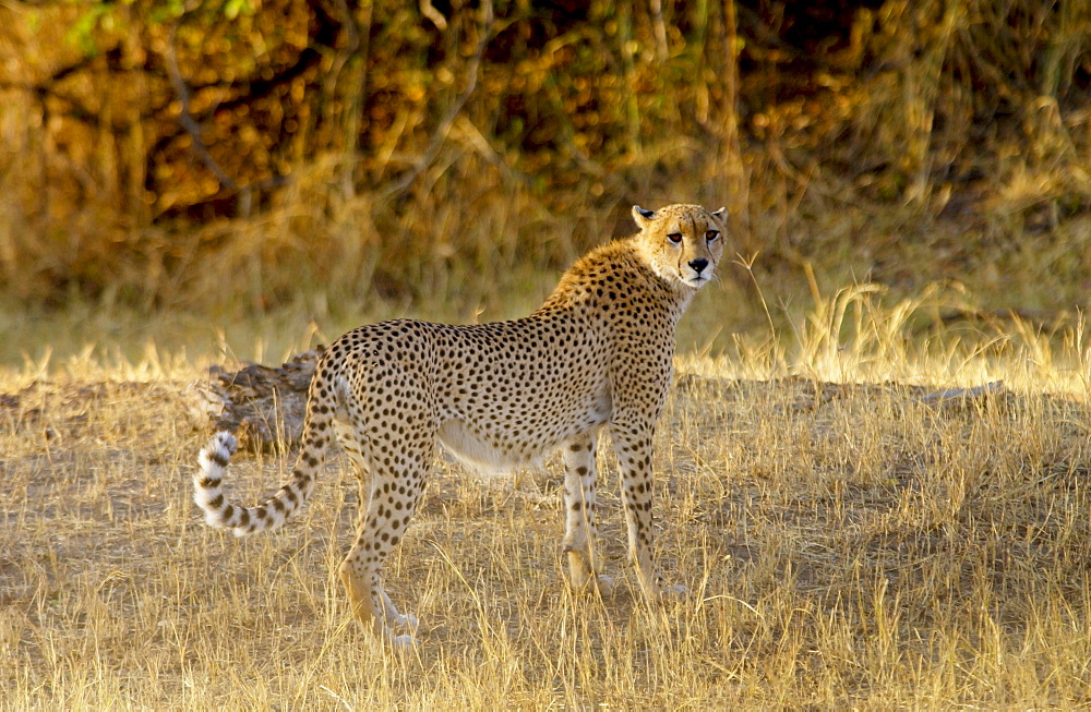 Cheetah, Grumeti, Tanzania, East Africa