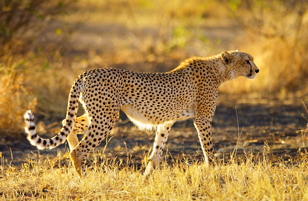 Cheetah, Grumeti, Tanzania, East Africa