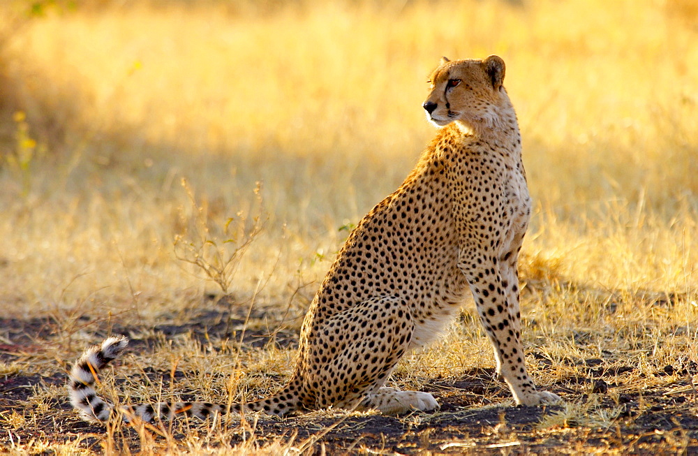 Cheetah, Grumeti, Tanzania, East Africa