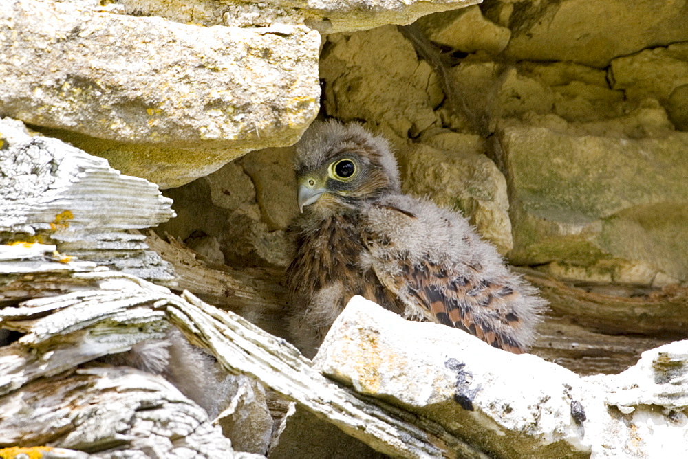 Baby buzzard in barn, Asthall, The Cotswolds, Oxfordshire, England, United Kingdom