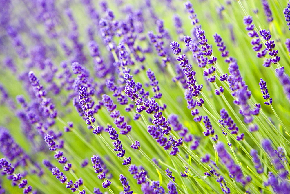 Imperial Gem lavender,Snowshill, Worcestershire, United Kingdom The Cotswolds