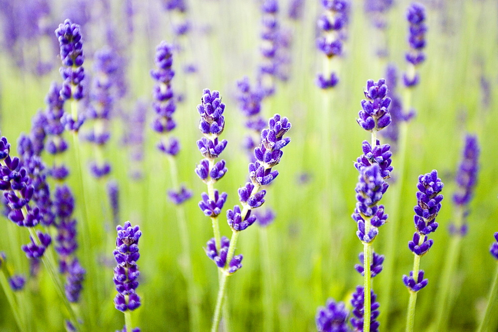 Imperial Gem lavender,Snowshill, Worcestershire, United Kingdom The Cotswolds