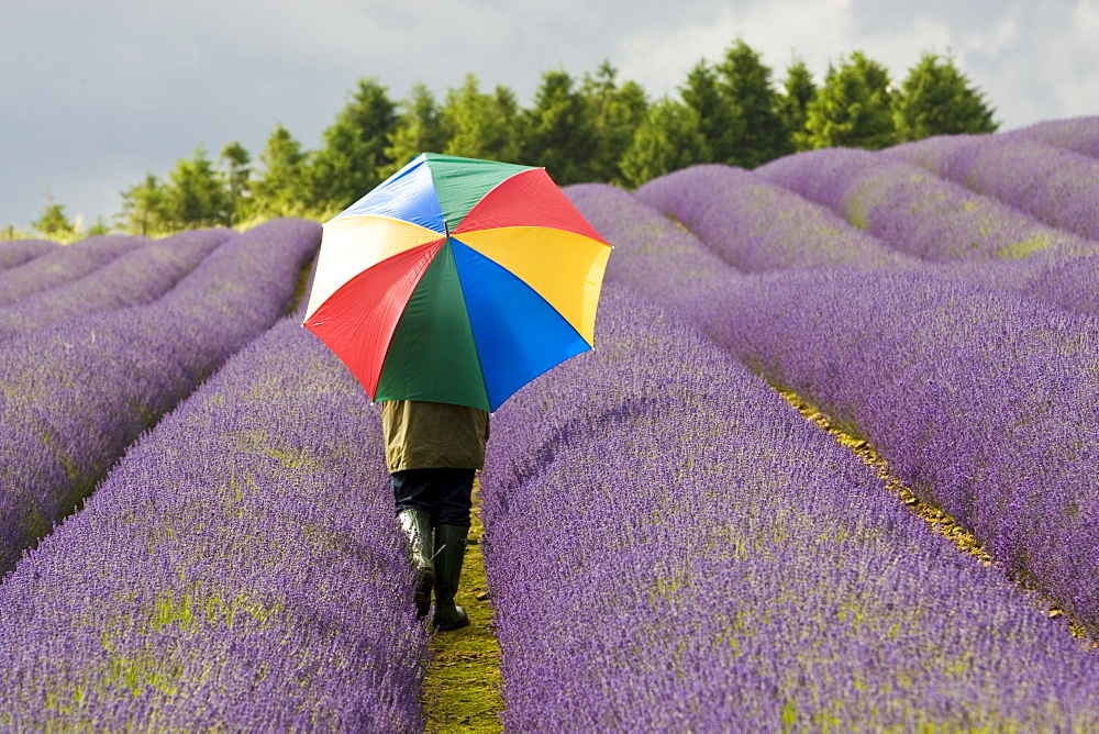 Woman walks through Snowshill lavender field, Worcestershire, United Kingdom The Cotswolds