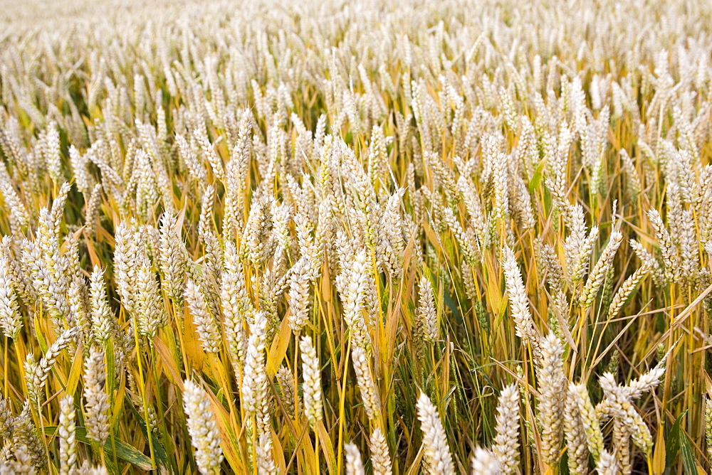 Wheat field in Marlborough Downs, Wiltshire, England, United Kingdom