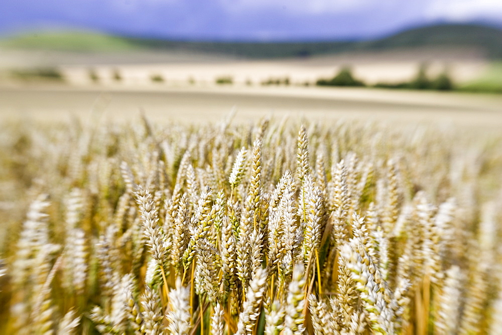 Wheat field in Marlborough Downs, Wiltshire, England, United Kingdom