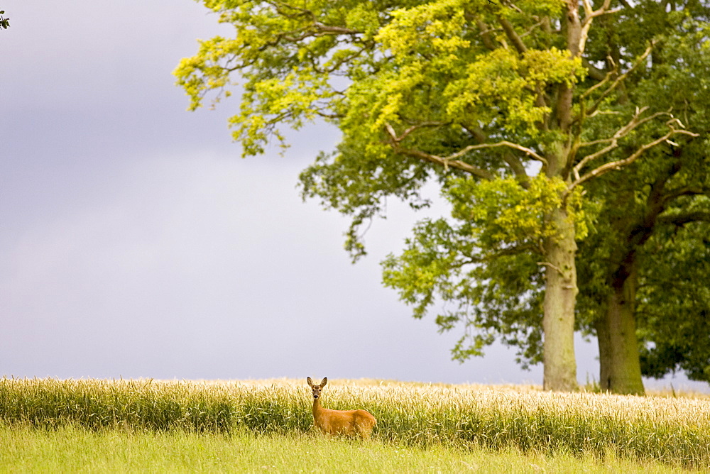 Lone Roe deer by a wheat field in Leafield, Oxfordshire, England, United Kingdom