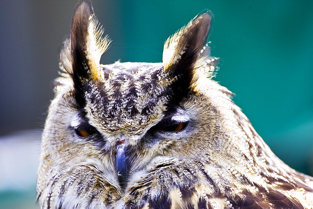 European Eagle Owl,Charlton Park, Wiltshire, England, United Kingdom