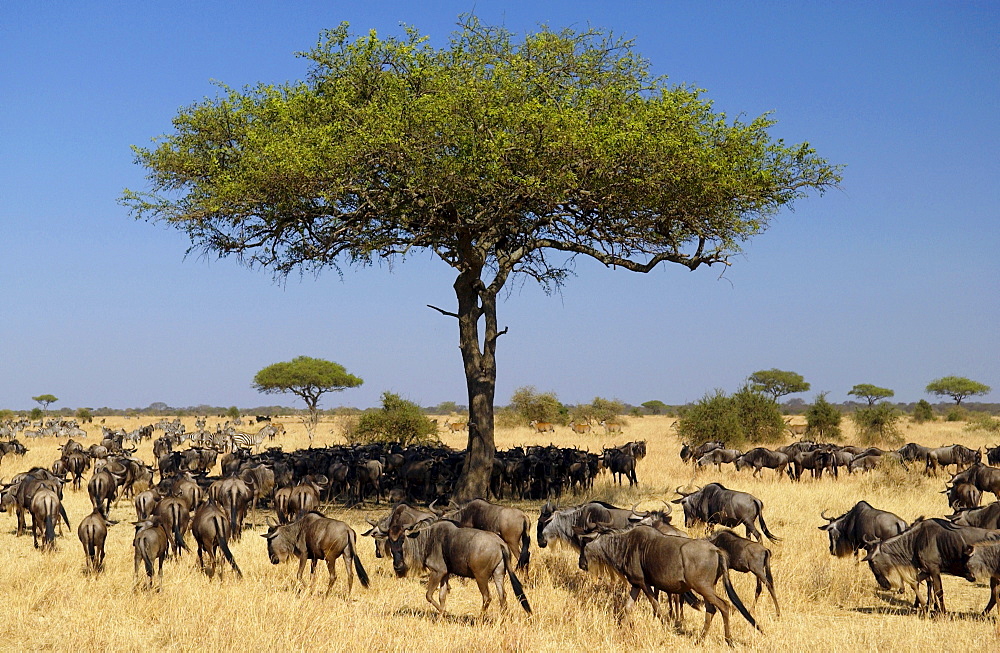 Herd of Blue Wildebeest, Grumeti, Tanzania